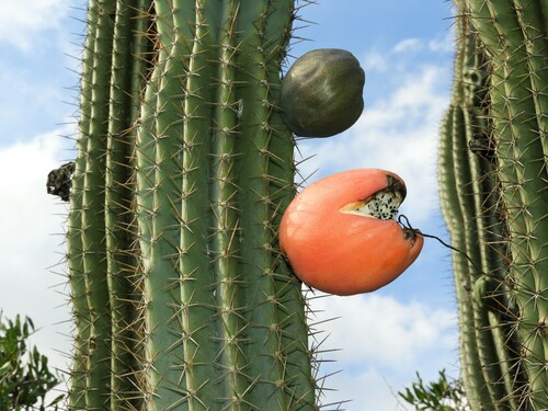 Cereus (alternate view 5)