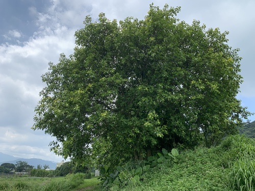 Ficus altissima (Council Tree)