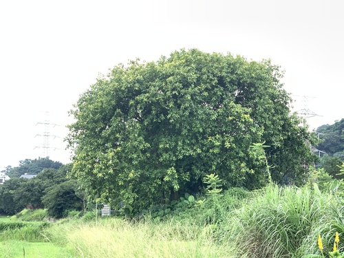 Ficus altissima (Council Tree)