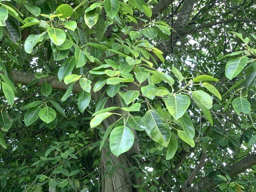 Ficus altissima (Council Tree)