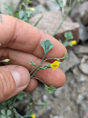 Eschscholzia minutiflora (Little Gold Poppy) (alternate view 5)