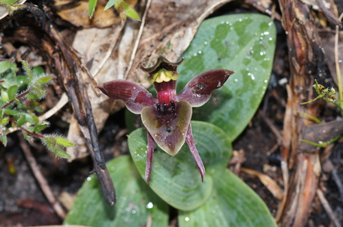 Chiloglottis valida (large bird-orchid) (alternate view 6)