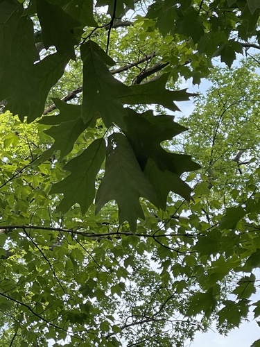 Quercus falcata (Southern Red Oak Tree) (alternate view 3)