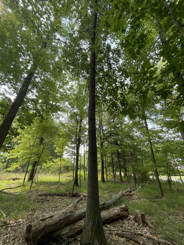 Quercus falcata (Southern Red Oak Tree) (alternate view 4)