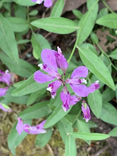Rhinotropis californica (California milkwort) (alternate view 2)