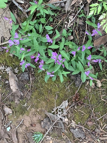 Rhinotropis californica (California milkwort) (alternate view 3)