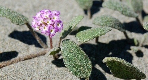 Abronia umbellata (Pink Sand Verbena)
