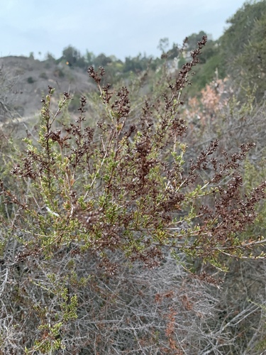 Adenostoma fasciculatum (chamise)