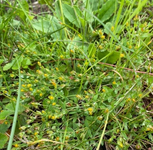 Hypericum humifusum (Trailing St John's-wort) (alternate view 2)