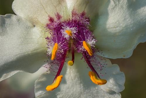 Verbascum blattaria (moth mullein)