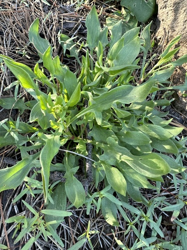Rumex acetosella (sheep sorrel) (alternate view 4)