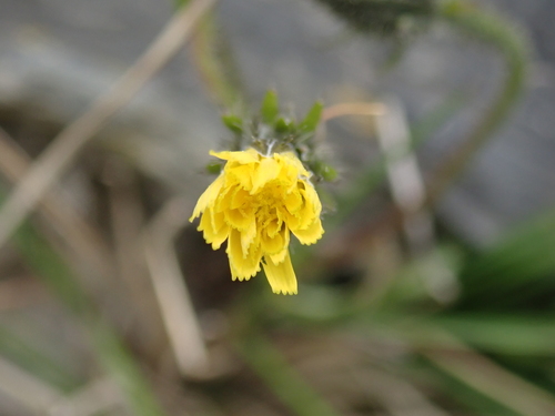 Picris hieracioides (Hawkweed Oxtongue)