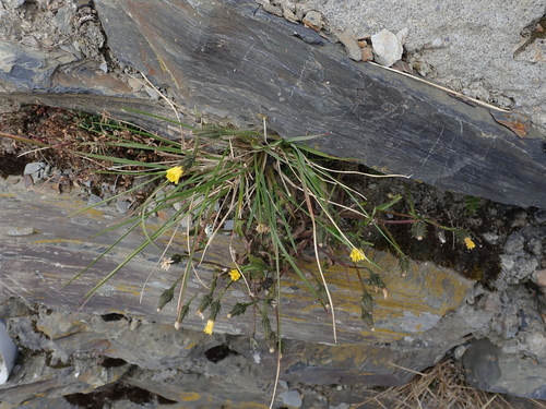 Picris hieracioides (Hawkweed Oxtongue)
