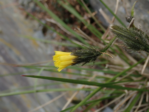 Picris hieracioides (Hawkweed Oxtongue)