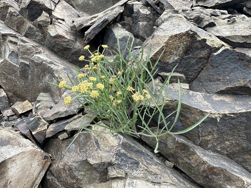Lomatium triternatum (Ternate Desert-parsley) (alternate view 9)