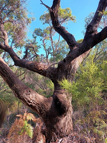 Corymbia ficifolia (Red-flowering gum)