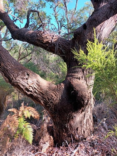 Corymbia ficifolia (Red-flowering gum) (alternate view 2)
