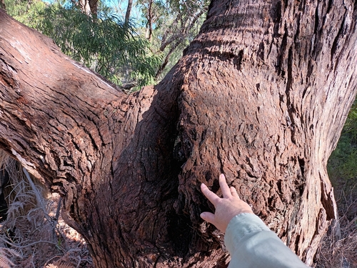 Corymbia ficifolia (Red-flowering gum) (alternate view 3)