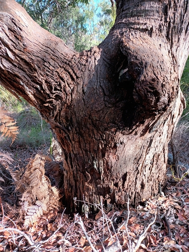 Corymbia ficifolia (Red-flowering gum) (alternate view 4)