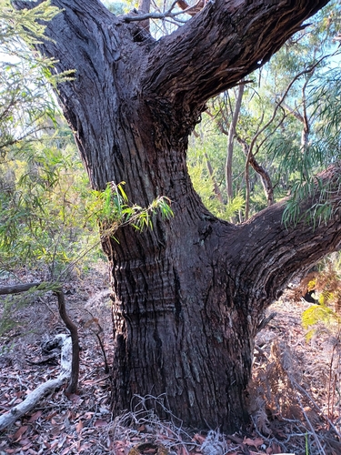 Corymbia ficifolia (Red-flowering gum) (alternate view 5)