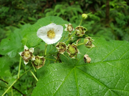 Rubus parviflorus (thimbleberry) (alternate view 2)
