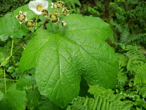 Rubus parviflorus (thimbleberry) (alternate view 3)