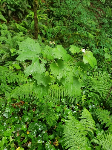 Rubus parviflorus (thimbleberry) (alternate view 4)