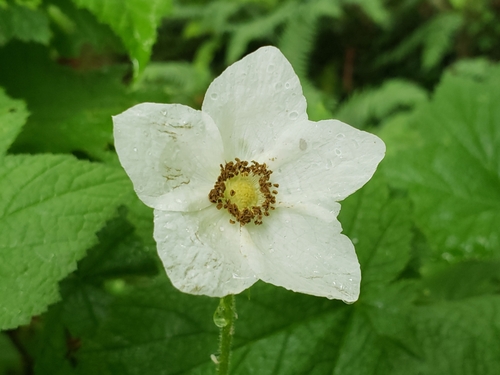 Rubus parviflorus (thimbleberry) (alternate view 5)