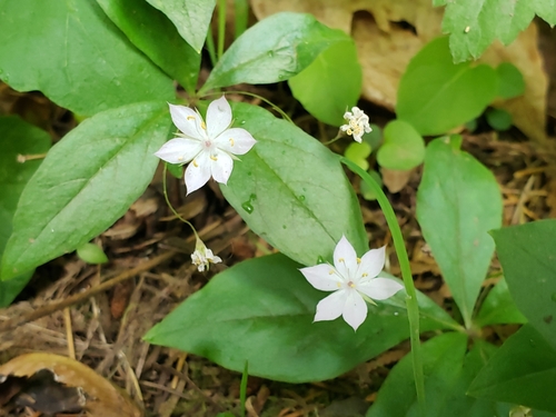 Lysimachia latifolia (Western Starflower)