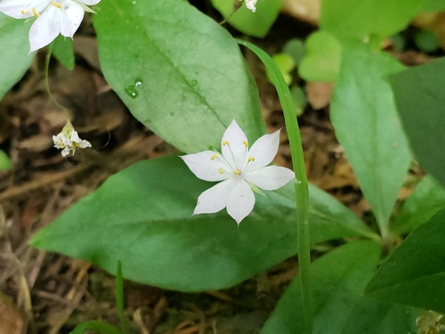 Lysimachia latifolia (Western Starflower) (alternate view 2)
