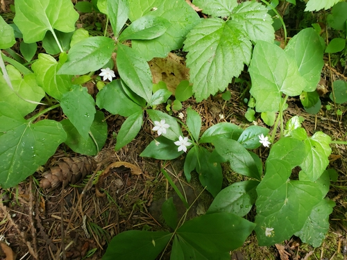 Lysimachia latifolia (Western Starflower) (alternate view 3)