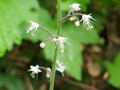 Tiarella trifoliata (foamflower)