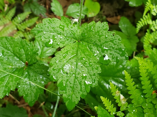 Tiarella trifoliata (foamflower) (alternate view 2)