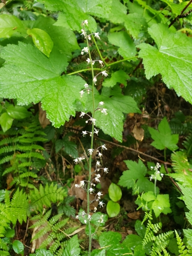 Tiarella trifoliata (foamflower) (alternate view 3)