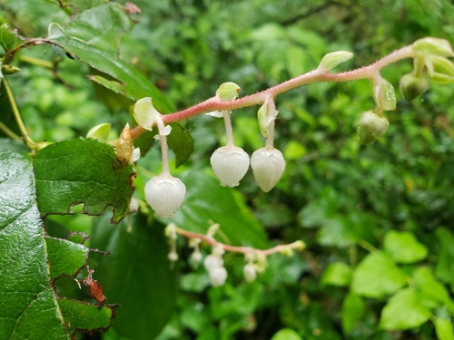 Gaultheria shallon (salal)