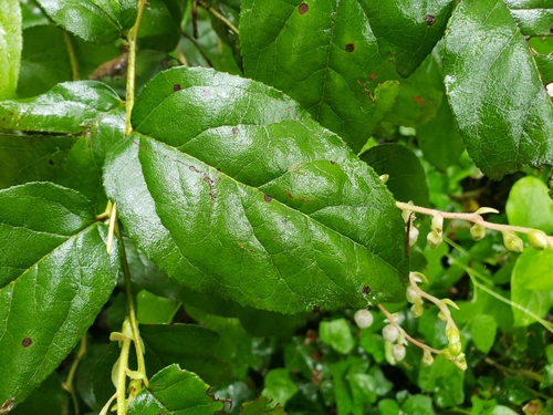 Gaultheria shallon (salal) (alternate view 2)