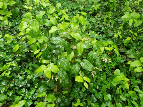 Gaultheria shallon (salal) (alternate view 3)