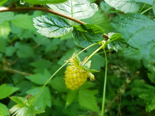 Rubus spectabilis (salmonberry) (alternate view 4)