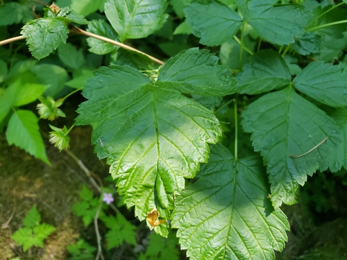 Rubus spectabilis (salmonberry) (alternate view 5)