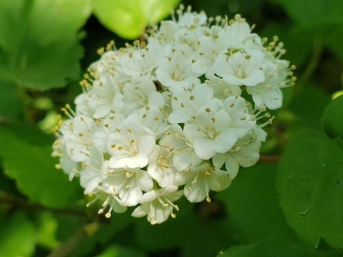 Viburnum ellipticum (Oval-leaf Viburnum)