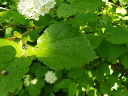 Viburnum ellipticum (Oval-leaf Viburnum) (alternate view 2)