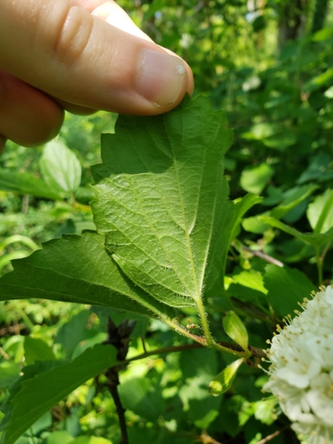 Viburnum ellipticum (Oval-leaf Viburnum) (alternate view 3)