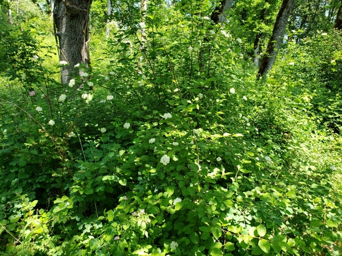 Viburnum ellipticum (Oval-leaf Viburnum) (alternate view 4)
