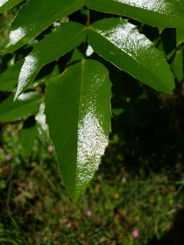 Berberis aquifolium (tall Oregon-grape)
