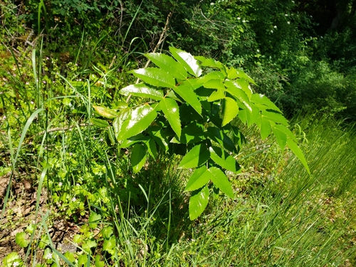 Berberis aquifolium (tall Oregon-grape)