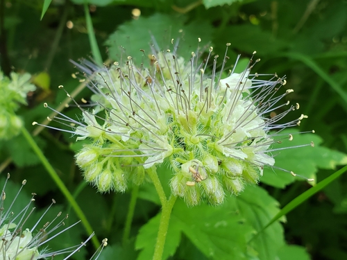 Hydrophyllum tenuipes (Pacific waterleaf)