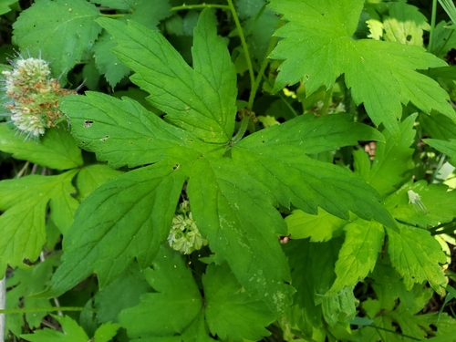Hydrophyllum tenuipes (Pacific waterleaf) (alternate view 2)