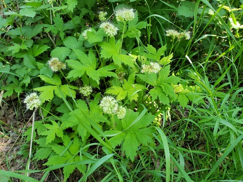 Hydrophyllum tenuipes (Pacific waterleaf) (alternate view 3)