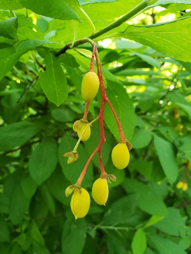 Oemleria cerasiformis (osoberry)