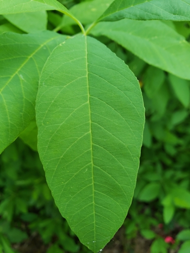 Oemleria cerasiformis (osoberry) (alternate view 2)